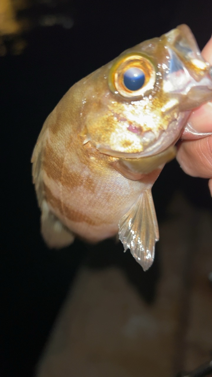 またまた五目達成♪