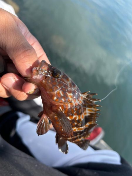 ショアジギングとライトゲーム