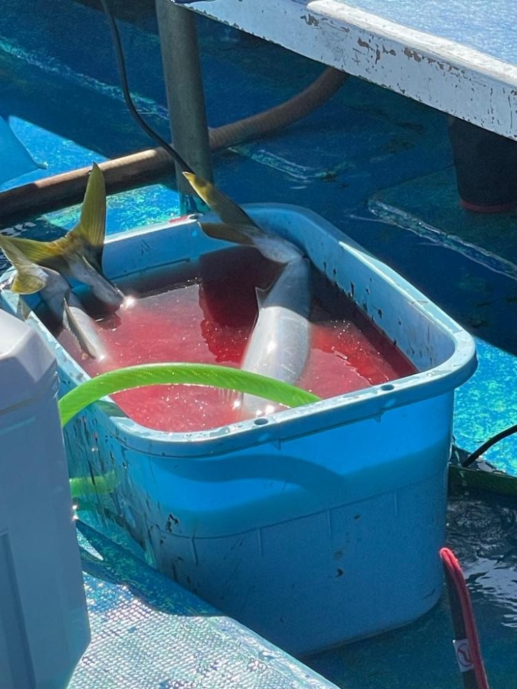 ビックベイトノマセ