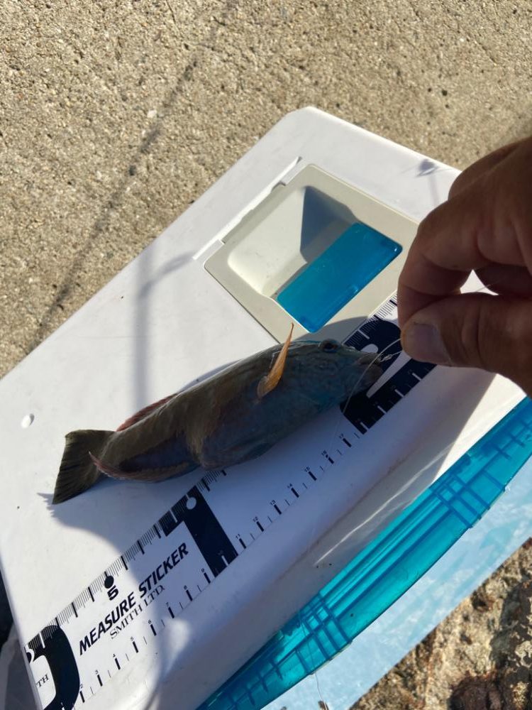 ちょい投げシロギスタの二刀流再び