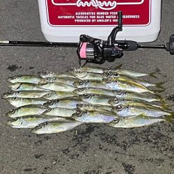 ジグ単de〜アジング♪奥深い悶絶