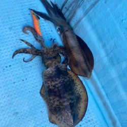 ボートエギング