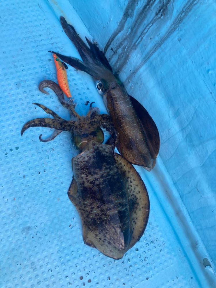 ボートエギング