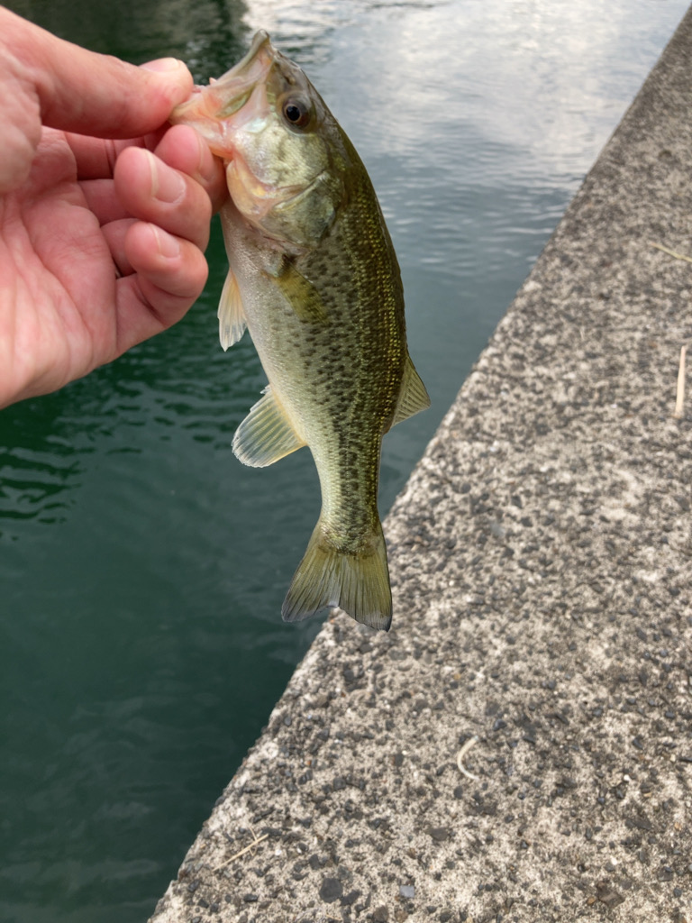 漁港は釣り堀状態