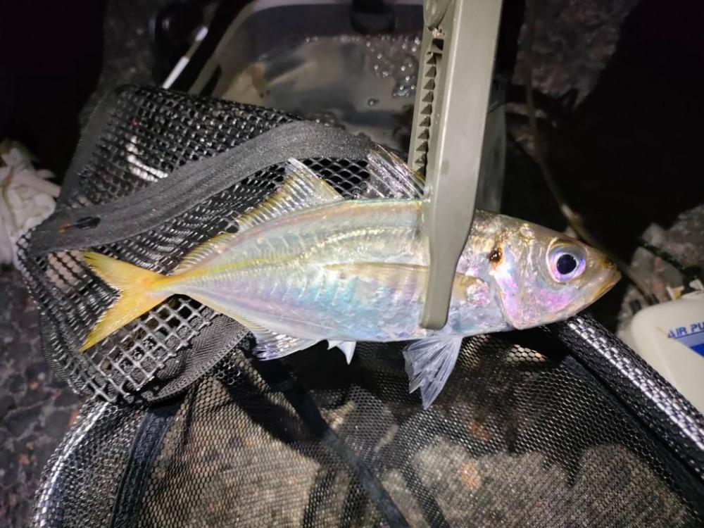 ラッキーダブルパンチ！！