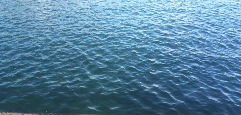 念願のアオリイカ