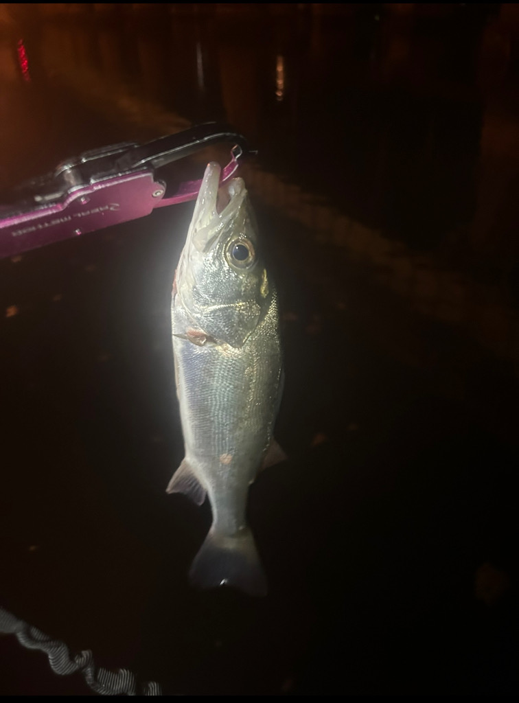 シーバスゲーム