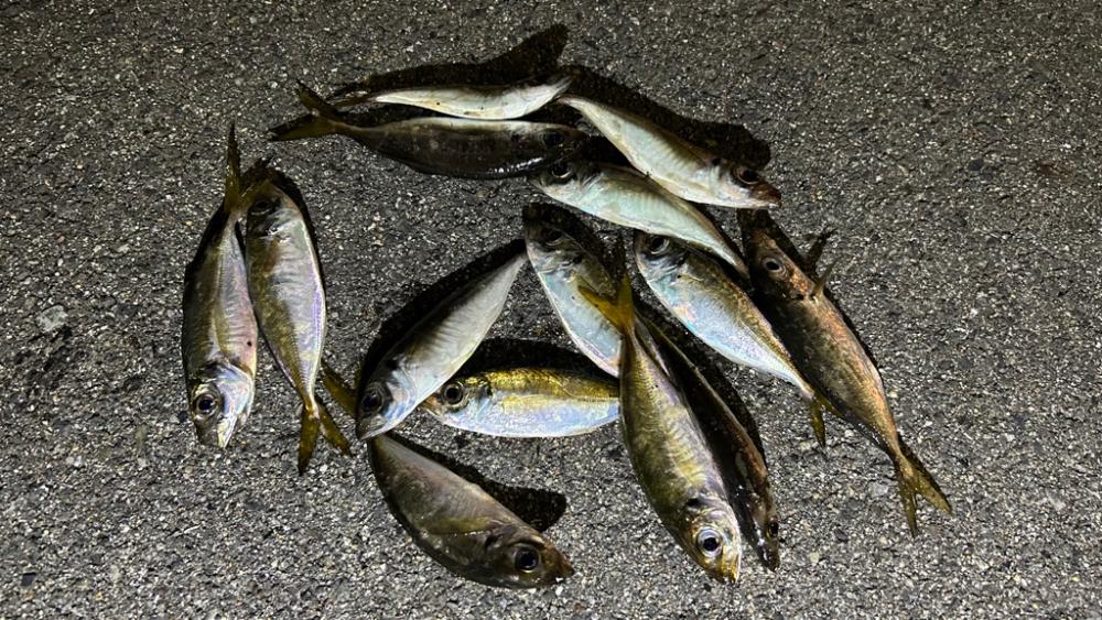 雨の止み間のアジング