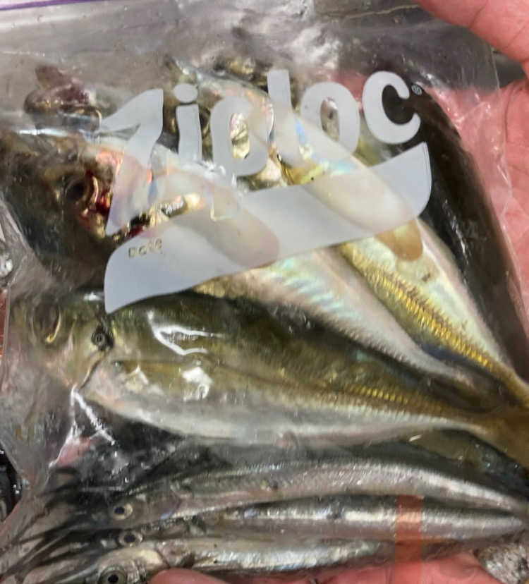 初牡蠣筏フカセ釣り！