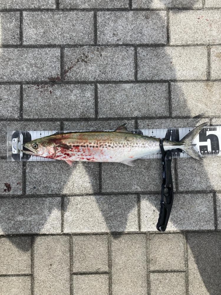 湾奥青牙マルチ。51cm&50cm。。