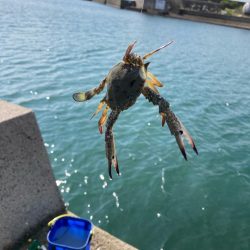 いい引きします!