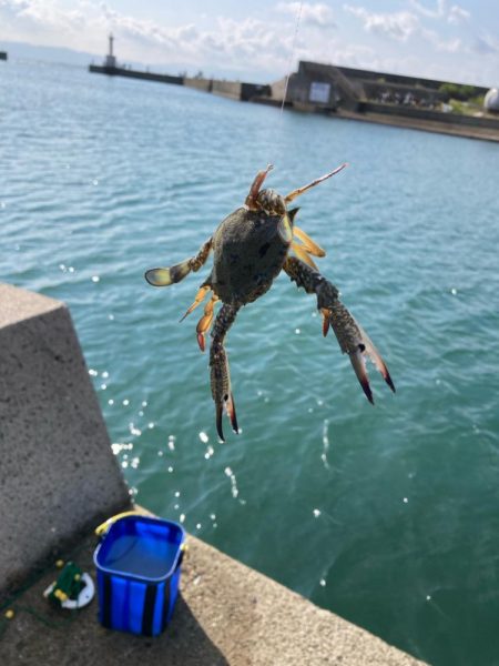 いい引きします!