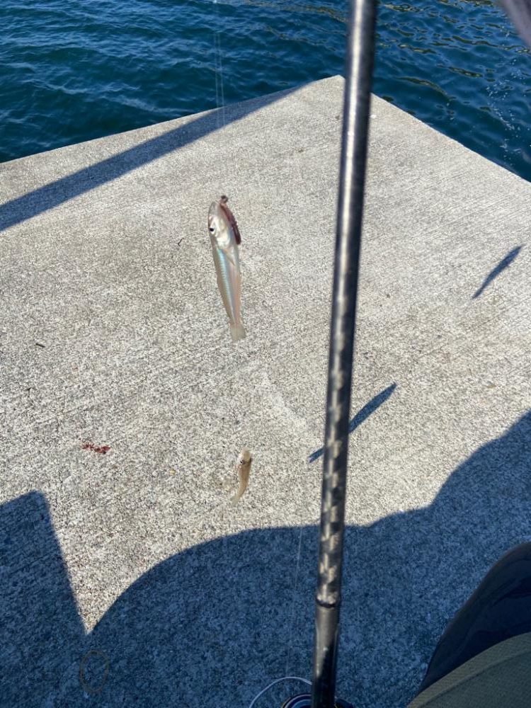 原点回帰のちょい投げシロギスtタ