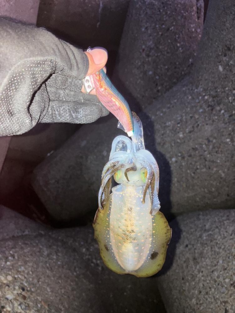 🦑の時合いは一瞬σ(^_^;)