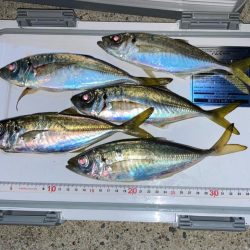 脂ノリ最高(๑˃̵ᴗ˂̵)