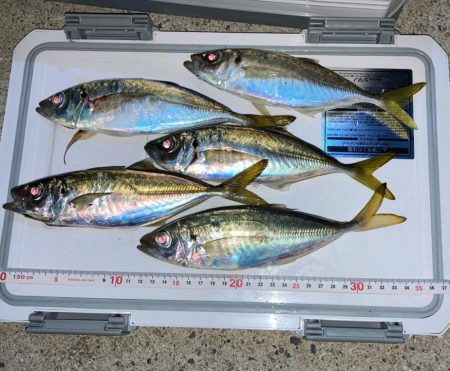 脂ノリ最高(๑˃̵ᴗ˂̵)