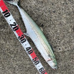 めっちゃ嬉しい初魚種