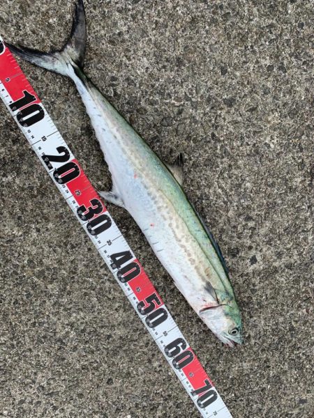 めっちゃ嬉しい初魚種