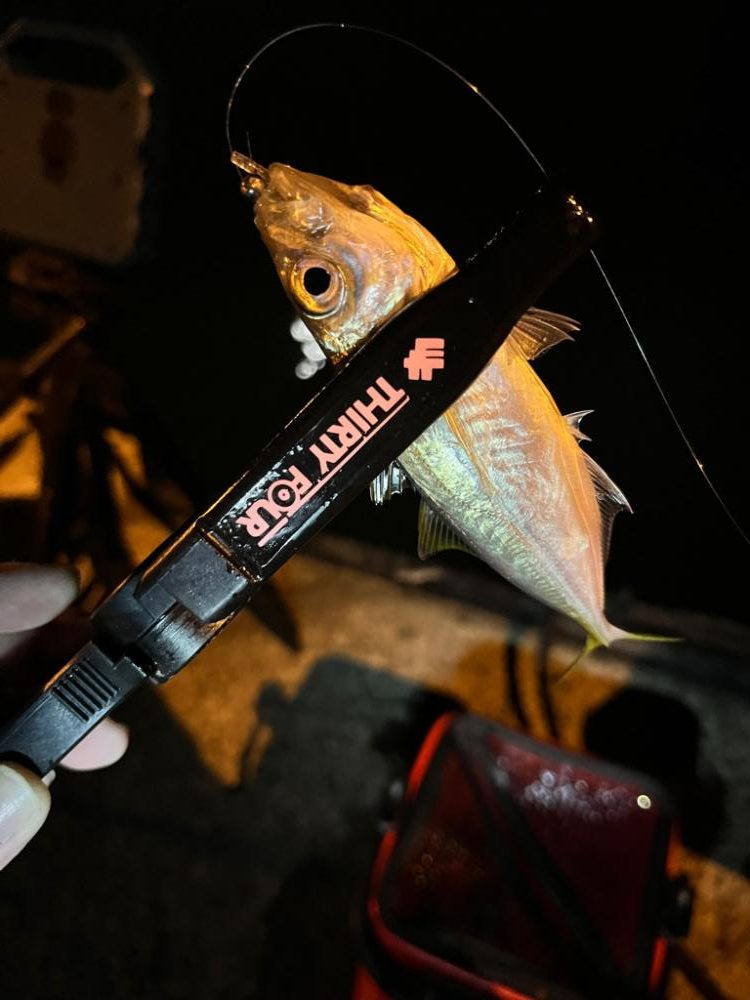 まだまだアジ釣れます!