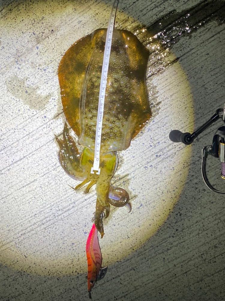 鳥取エギング21杯　