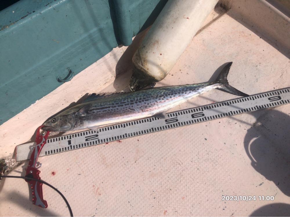 10/24 伊島沖ジギング