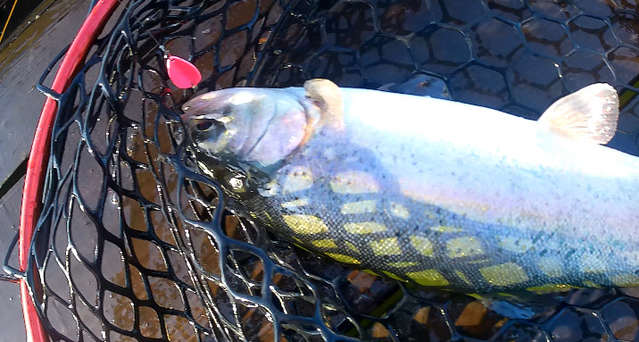 エリアトラウト開幕!!