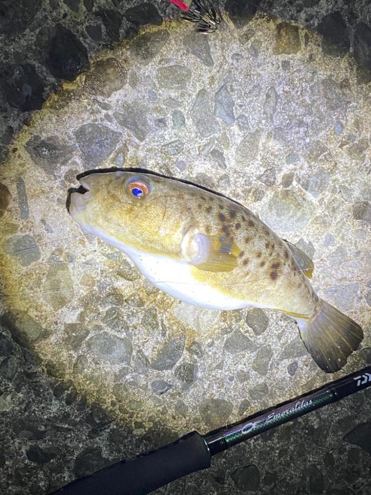 エギング　和歌山の手前