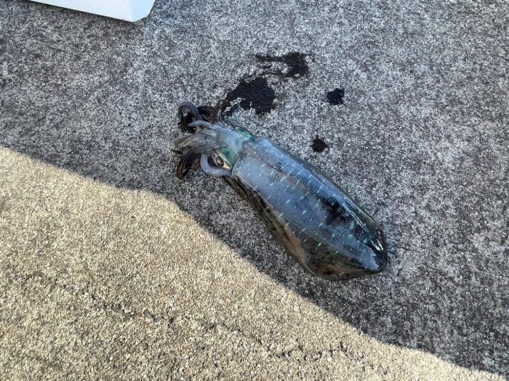 初淡路エギング