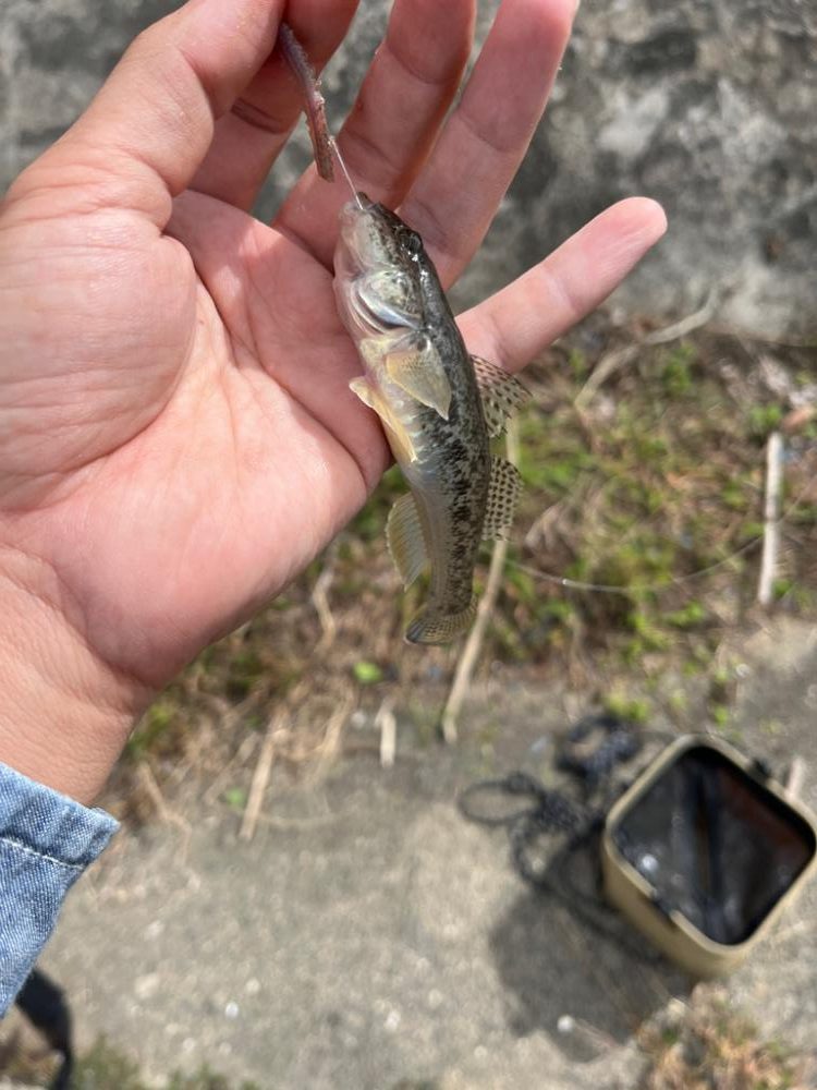 秋のライトゲーム