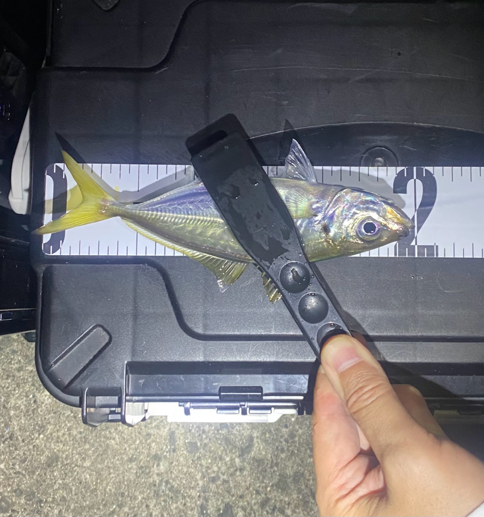 アジングでタチウオ