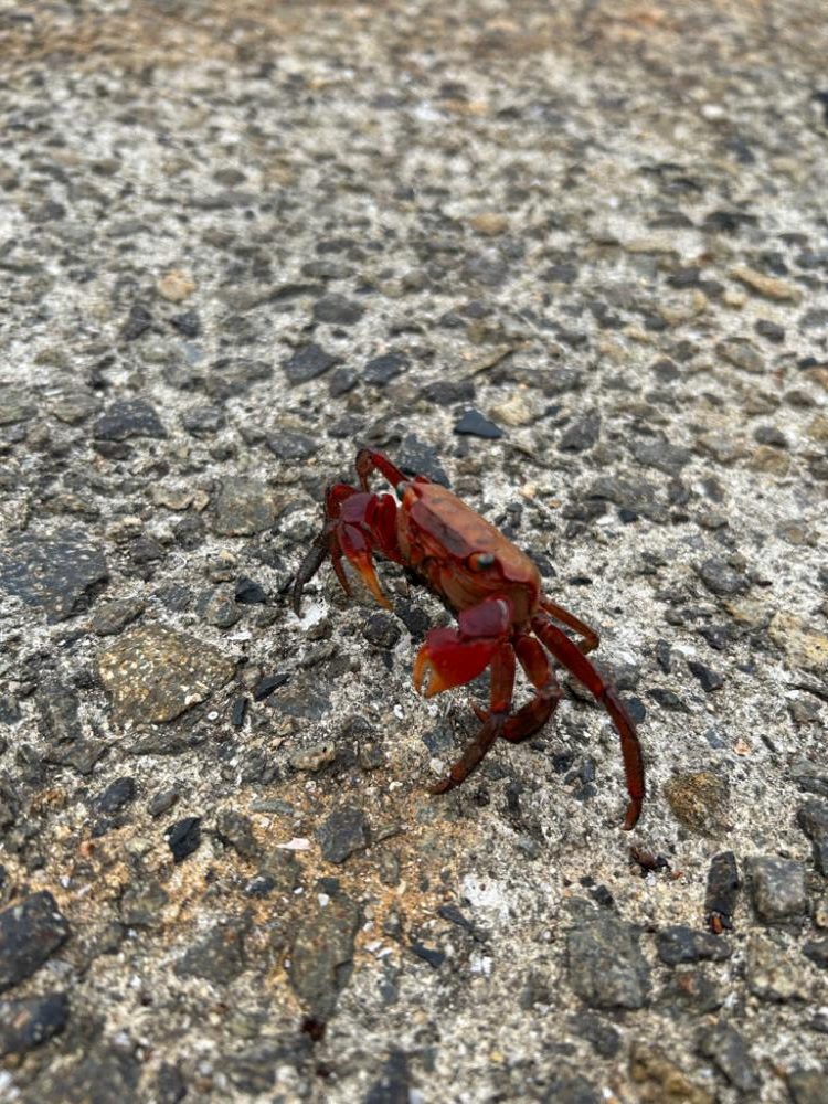 今年初エギング