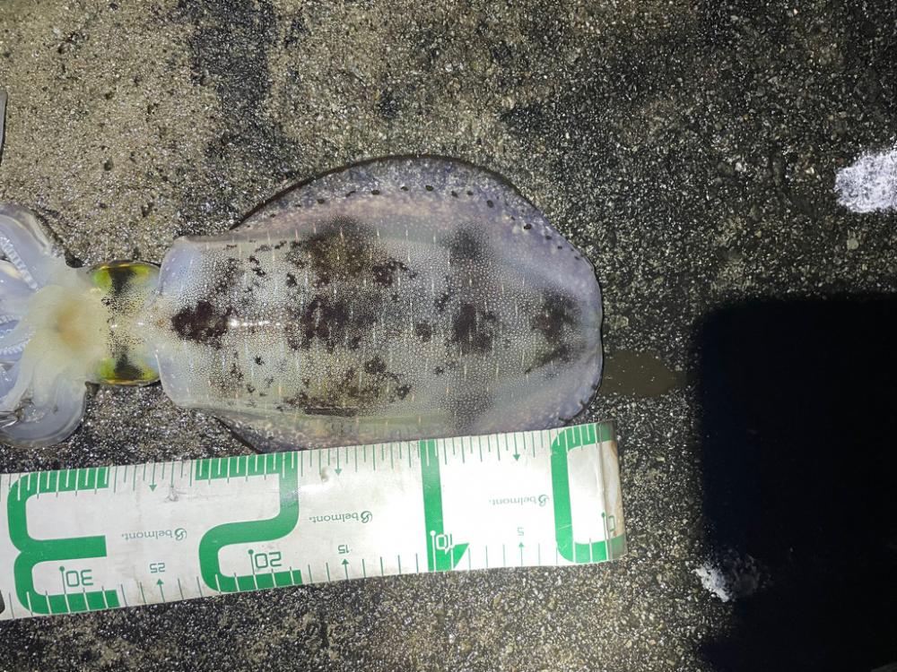 2023 佐渡ヶ島エギング 25回目【10月8日】