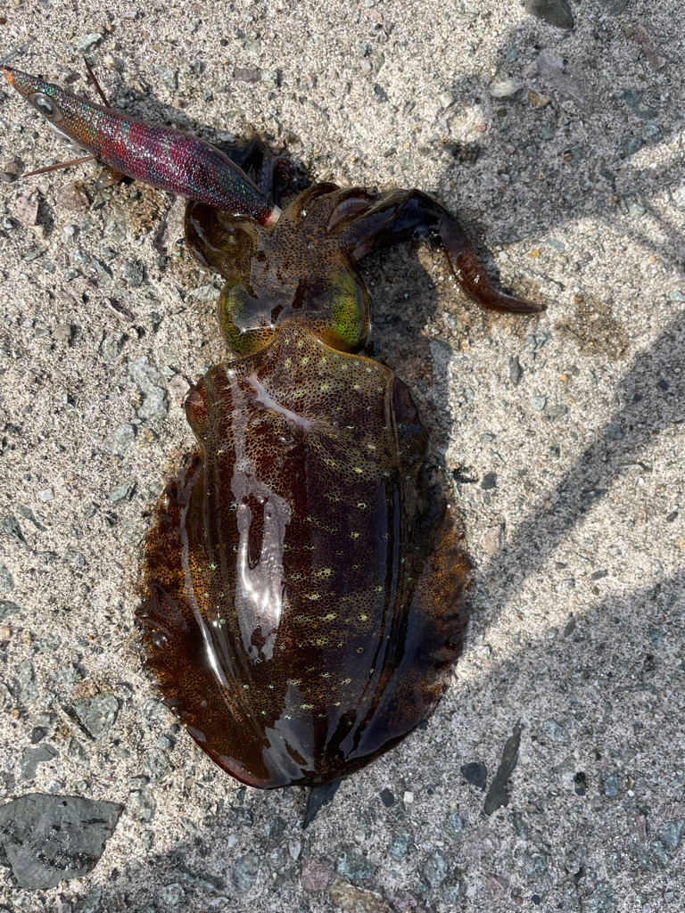 2023 佐渡ヶ島エギング 22回目【10月3日】