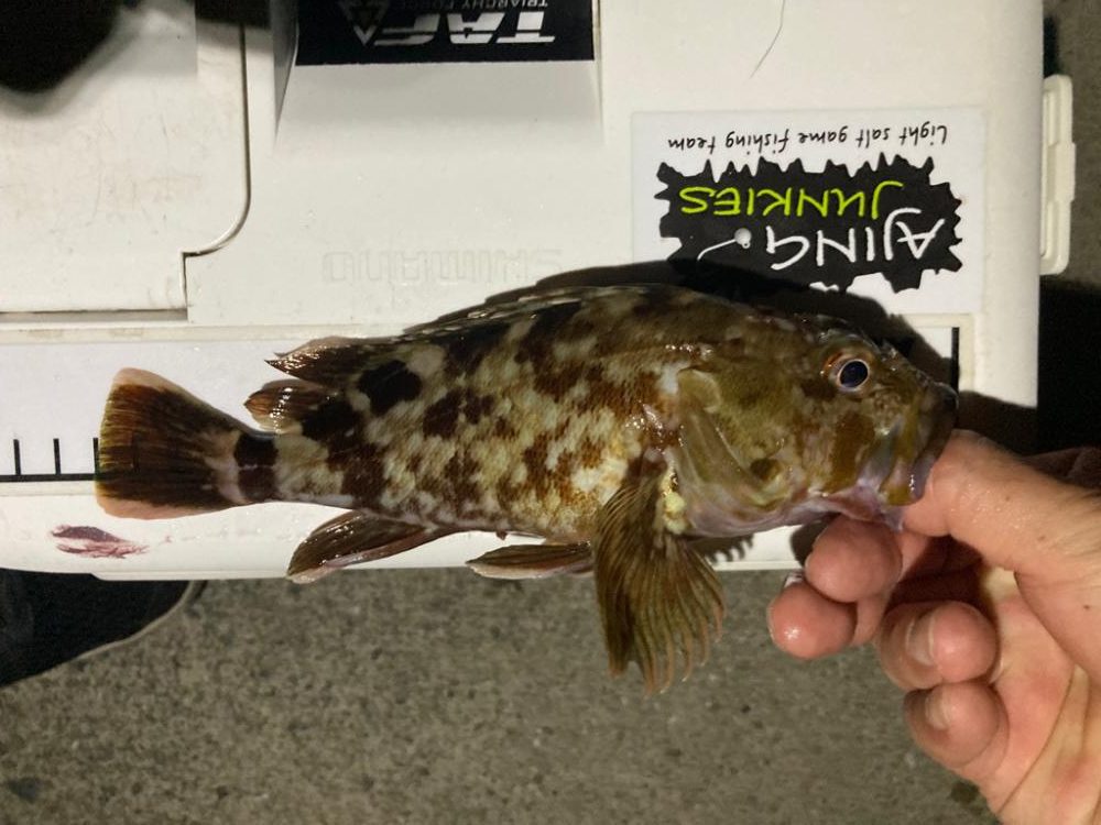 ポイントへGO！アジ・タチウオ調査！