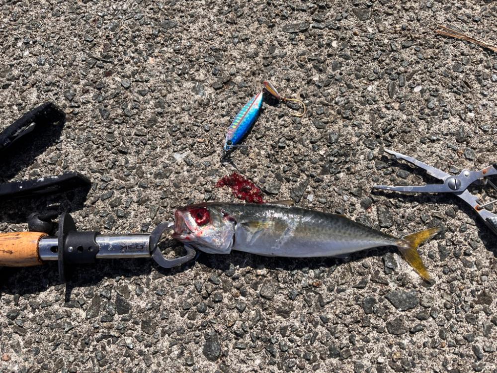 ブレードジグ超高速巻き