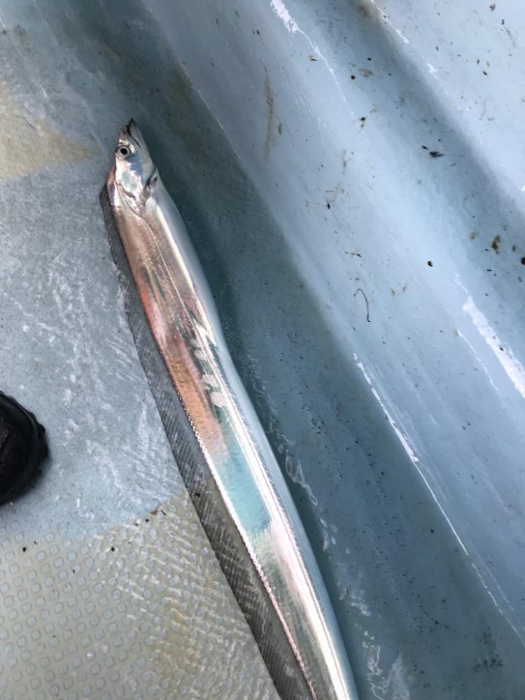 タチウオジギング