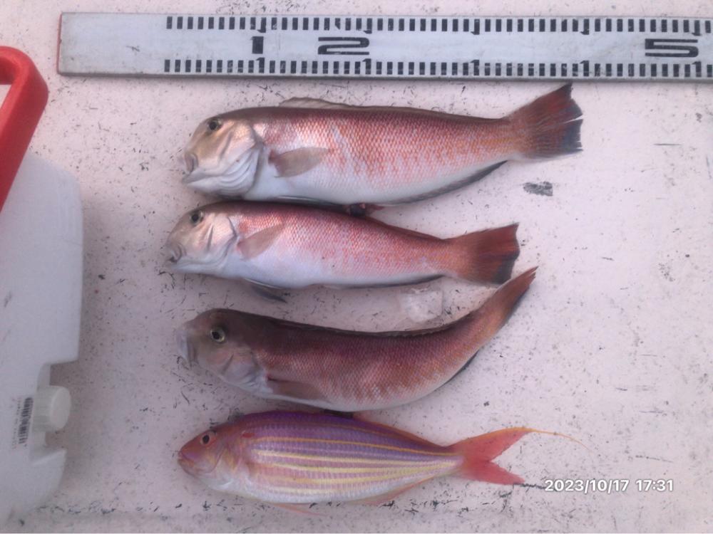 10/17 伊島沖タイラバ