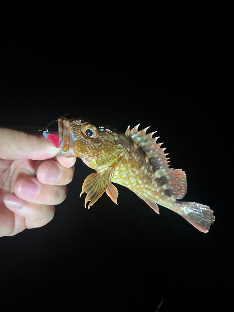 姫路ライトゲーム🎮🎮🎮🎮