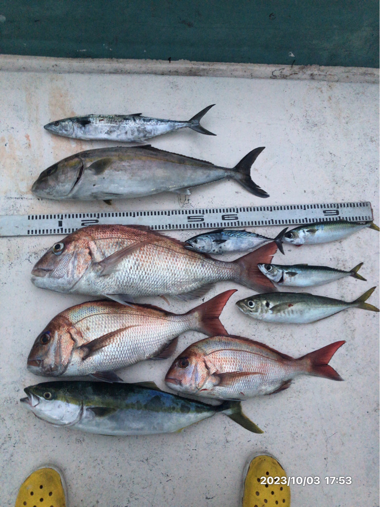 10/3 伊島沖ジギング ティップラン