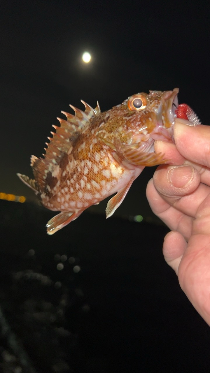 デイアジング♪