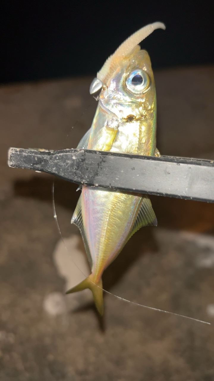 今秋はタケノコも多い?