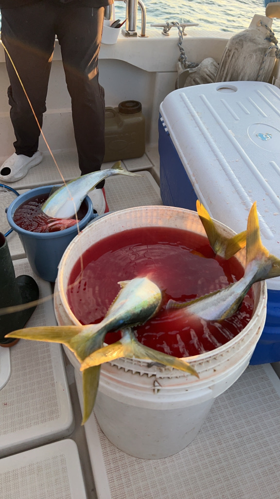 ハマチろうそく&サワラカッター多め