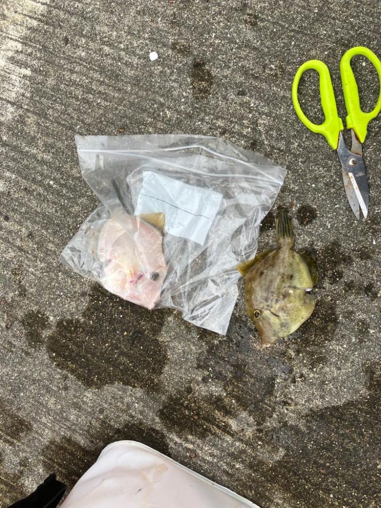 タチウオ釣れず