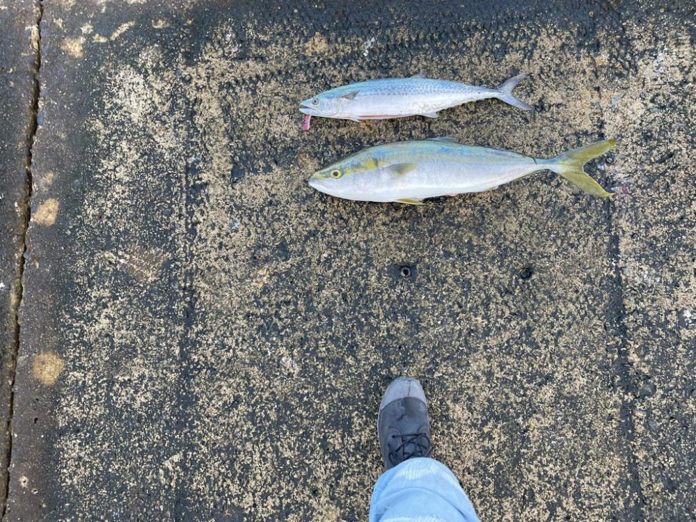 メジロ・サゴシ