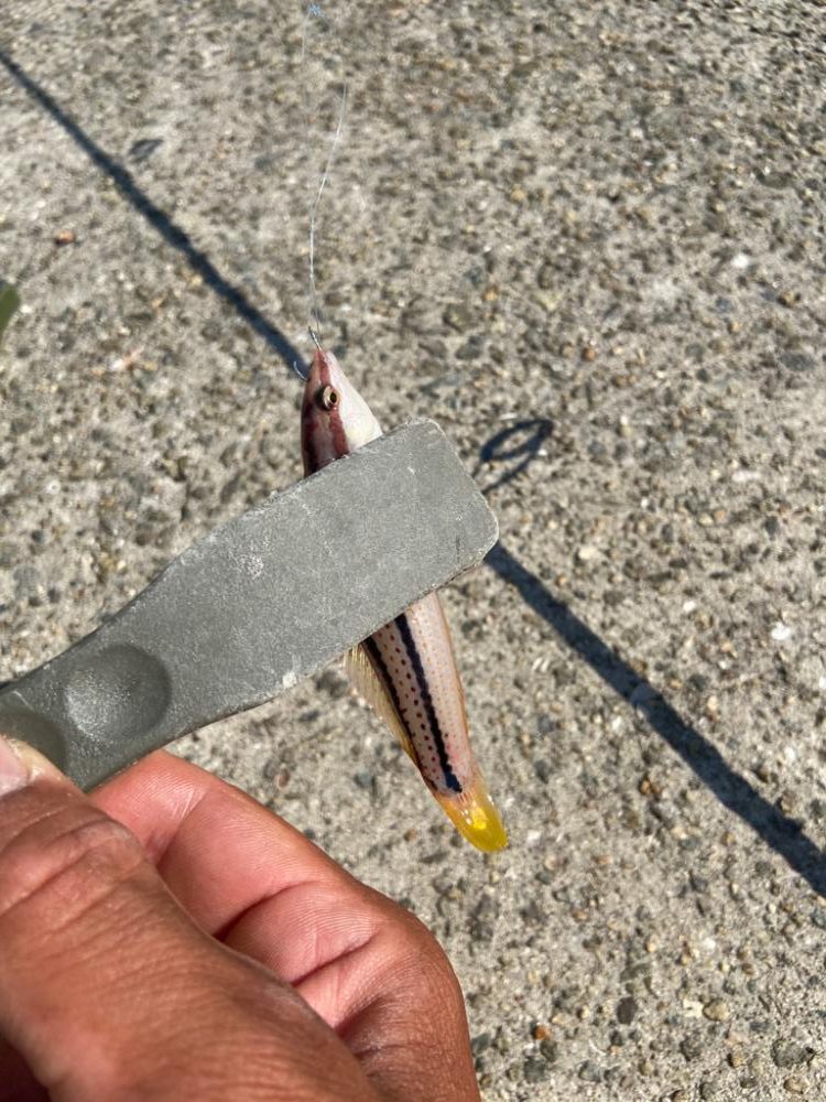 Mission Impossible:ちょい投げシロギスタ