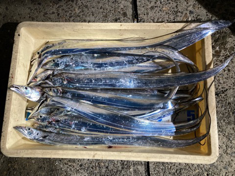 今日のお魚のご機嫌は？