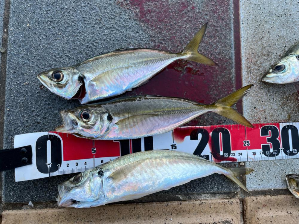 サワラとアオリイカとアジ