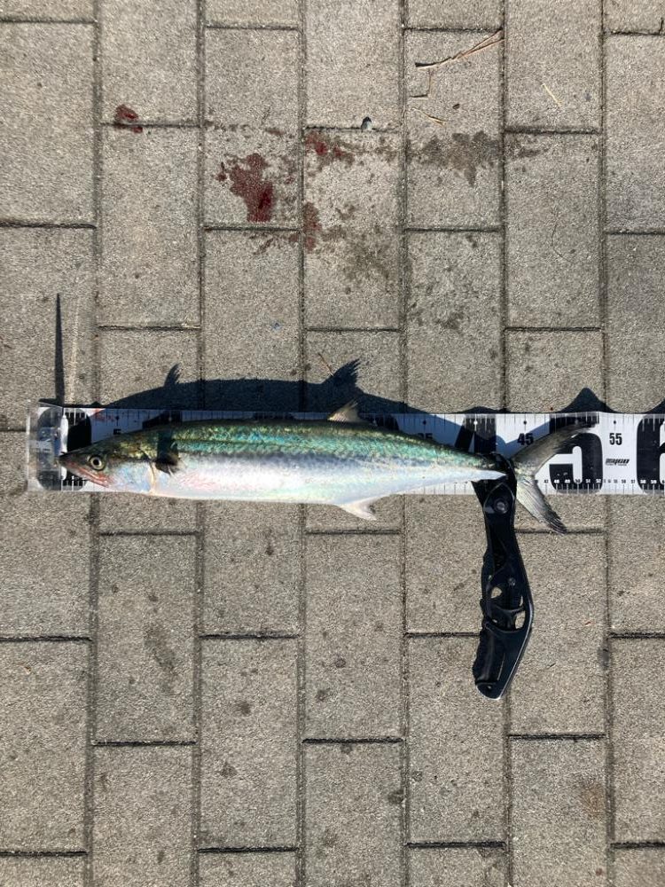 フォールパターン。青牙マルチ。。