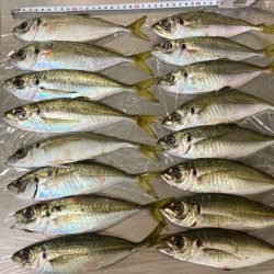 淡路アジング３日目