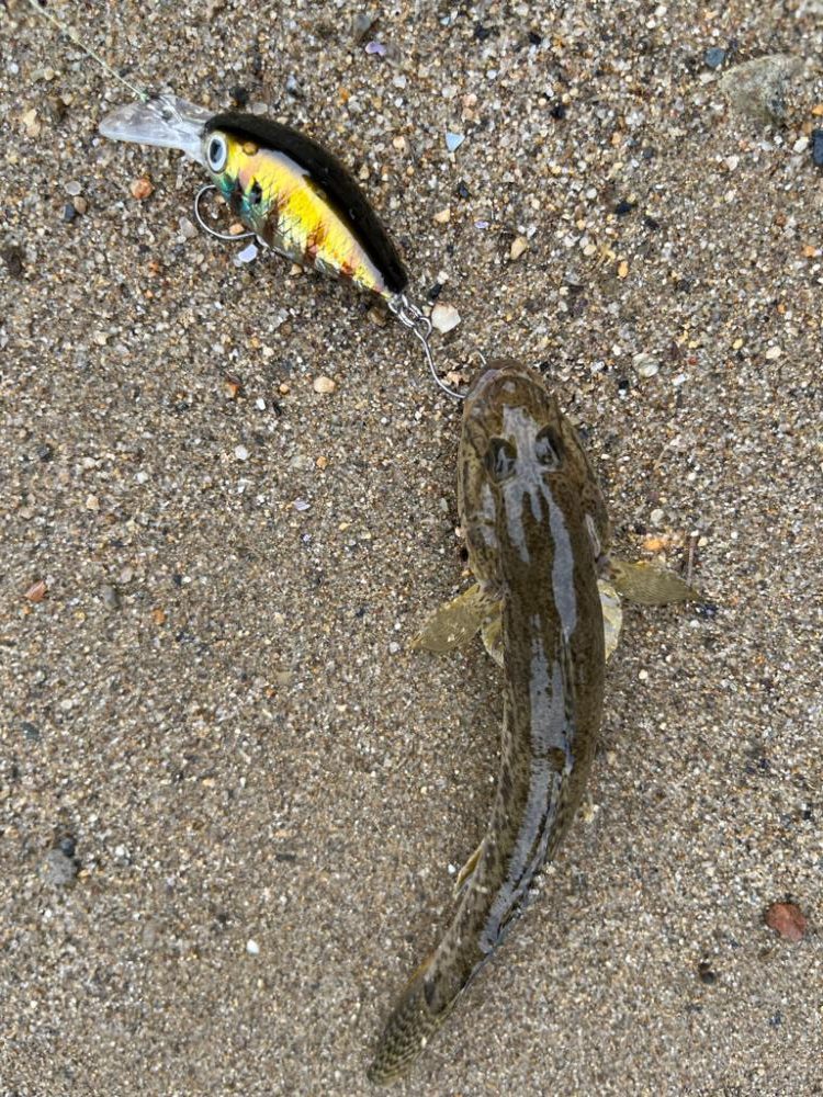 ハゼクランク！